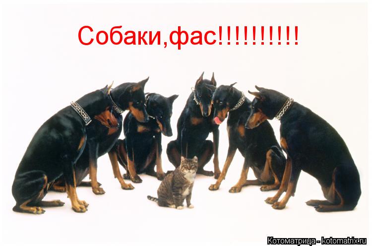 Собаки,фас!!!!!!!!!!... Котоматрица: Собаки,фас!!!!!!!!!!