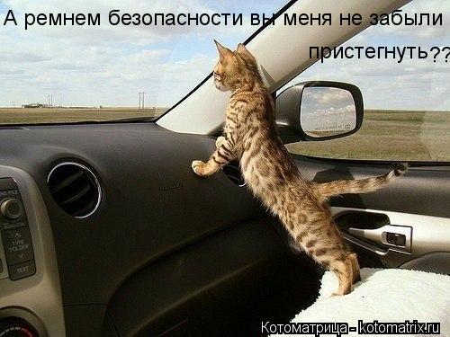 Котоматрица: А ремнем безопасности вы меня не забыли пристегнуть ???