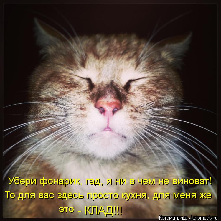 Убери фонарик, гад, я ни в чем не виноват! То для вас здесь просто кухня, для меня же это - КЛАД!!!... Котоматрица: Убери фонарик, гад, я ни в чем не виноват! То для вас здесь просто кухня, для меня же это - КЛАД!!!