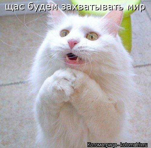 щас будем захватывать мир... Котоматрица: щас будем захватывать мир