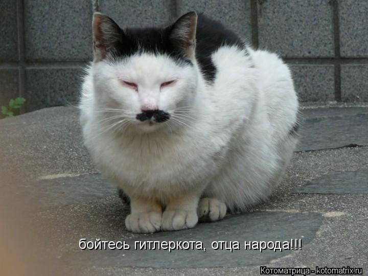 бойтесь гитлеркота, отца народа!!!... Котоматрица: бойтесь гитлеркота, отца народа!!!