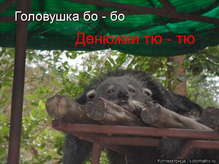 Головушка бо - бо Денюжки тю - тю... Котоматрица: Головушка бо - бо Денюжки тю - тю