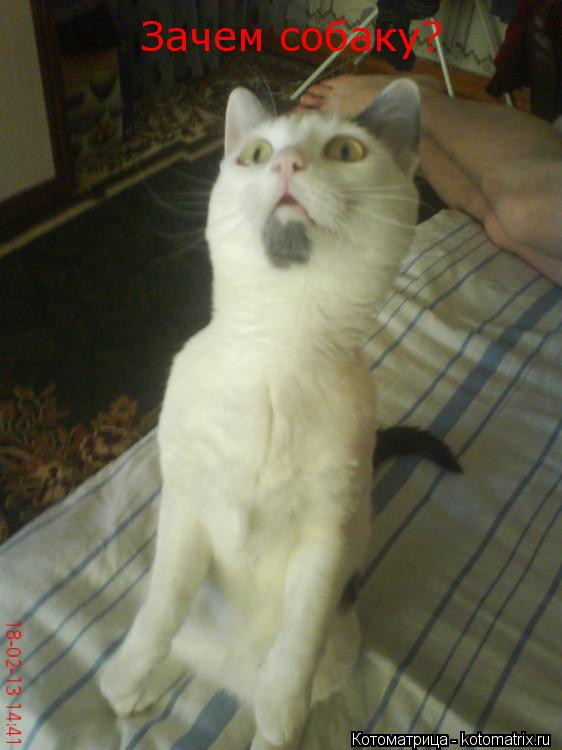 Зачем собаку?... Котоматрица: Зачем собаку?