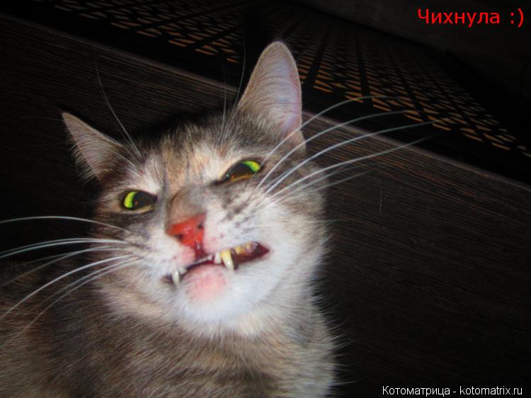 Чихнула :)... Котоматрица: Чихнула :)