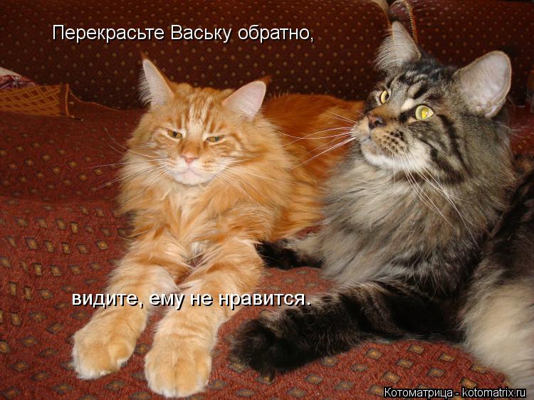 Перекрасьте Ваську обратно, видите, ему не нравится.... Котоматрица: Перекрасьте Ваську обратно, видите, ему не нравится.