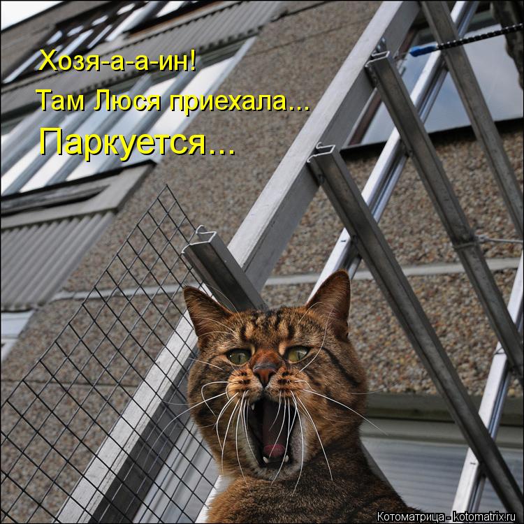 Хозя-а-а-ин! Там Люся приехала... Паркуется...... Котоматрица: Хозя-а-а-ин! Там Люся приехала... Паркуется...