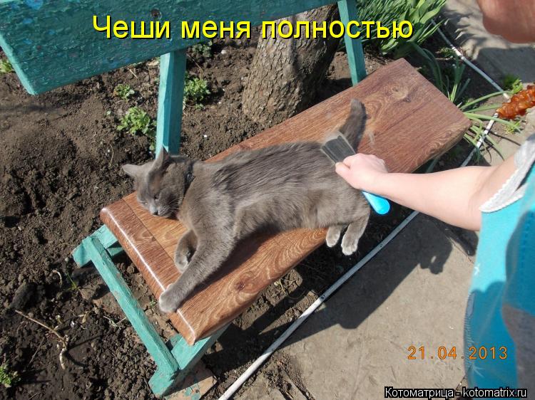 Чеши меня полностью... Котоматрица: Чеши меня полностью