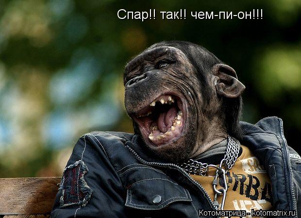 Спар!! так!! чем-пи-он!!!... Котоматрица: Спар!! так!! чем-пи-он!!!