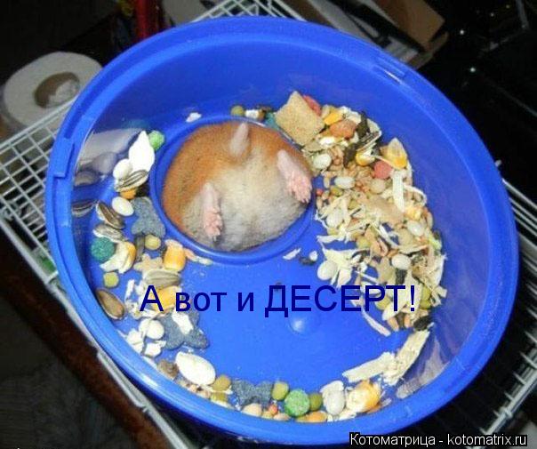 А вот и ДЕСЕРТ!... Котоматрица: А вот и ДЕСЕРТ!
