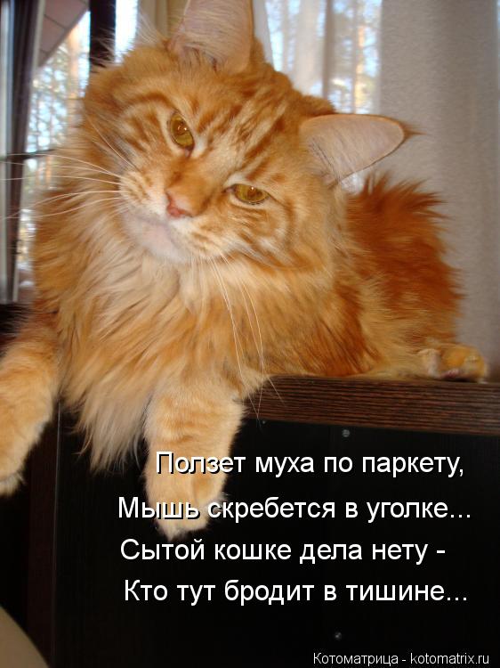 Ползет муха по паркету, Мышь скребется в уголке... Сытой кошке дела нету - Кто тут бродит в тишине..... Котоматрица: Ползет муха по паркету, Мышь скребется в уголке... Сытой кошке дела нету - Кто тут бродит в тишине...