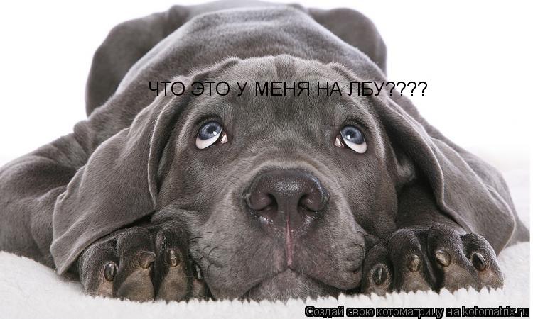 ЧТО ЭТО У МЕНЯ НА ЛБУ????... Котоматрица: ЧТО ЭТО У МЕНЯ НА ЛБУ????