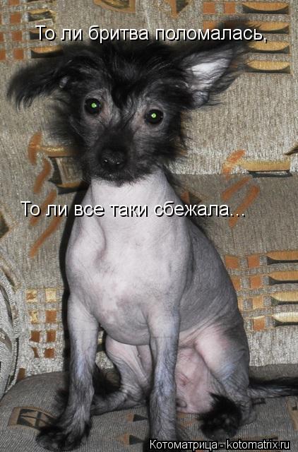 То ли бритва поломалась, То ли все таки сбежала...... Котоматрица: То ли бритва поломалась, То ли все таки сбежала...