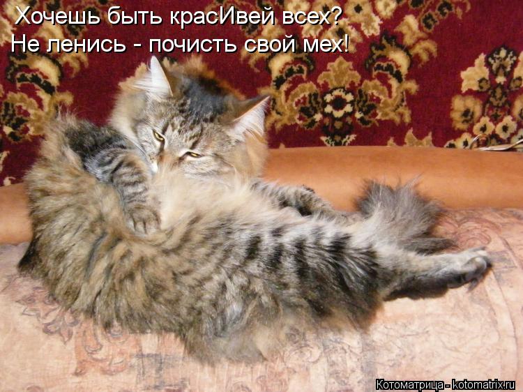 Хочешь быть красИвей всех? Не ленись - почисть свой мех!... Котоматрица: Хочешь быть красИвей всех? Не ленись - почисть свой мех!