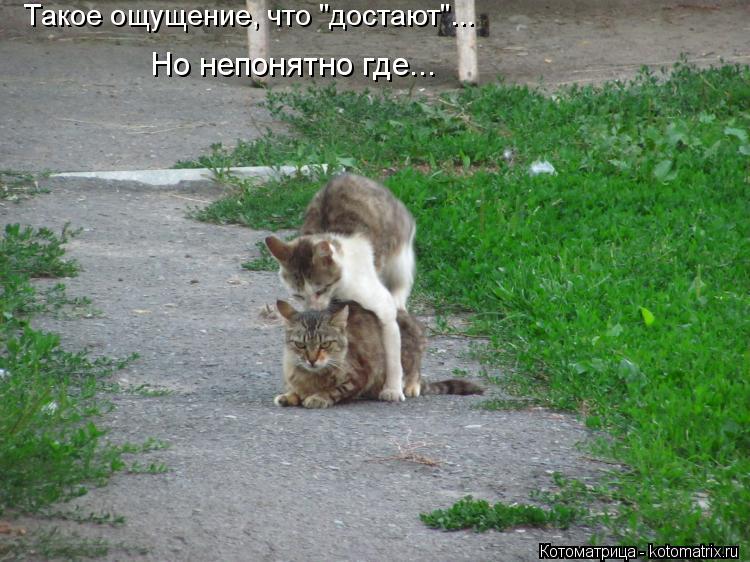 Такое ощущение, что "достают"... Но непонятно где...... Котоматрица: Такое ощущение, что "достают"... Но непонятно где...
