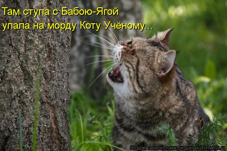 Там ступа с Бабою-Ягой упала на морду Коту Учёному...... Котоматрица: Там ступа с Бабою-Ягой упала на морду Коту Учёному...