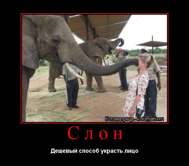 Слон Дешевый способ украсть лицо... Котоматрица: Слон Дешевый способ украсть лицо