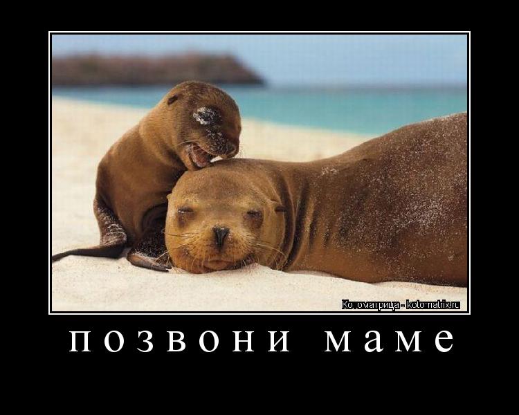 позвони маме ... Котоматрица: позвони маме