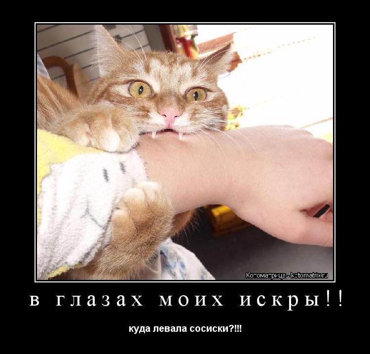 в глазах моих искры!! куда левала сосиски?!!!... Котоматрица: в глазах моих искры!! куда левала сосиски?!!!