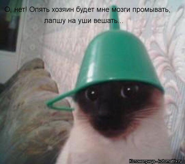 О, нет! Опять хозяин будет мне мозги промывать, лапшу на уши вешать...... Котоматрица: О, нет! Опять хозяин будет мне мозги промывать, лапшу на уши вешать...