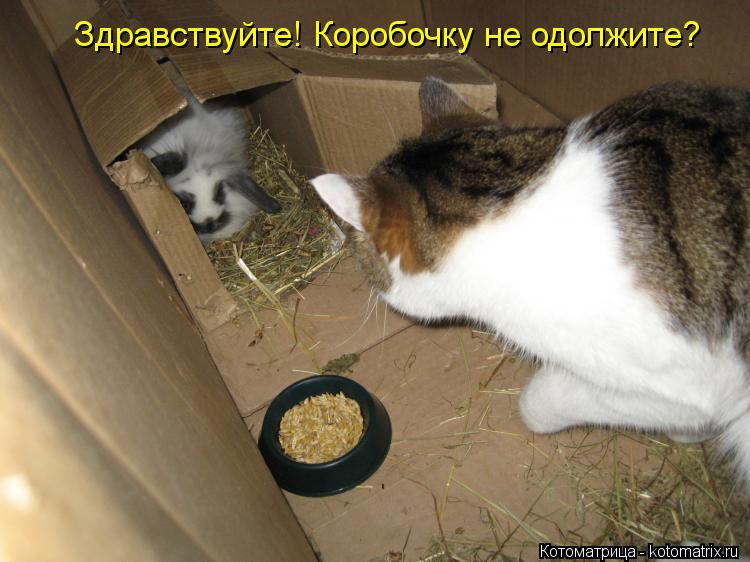 Здравствуйте! Коробочку не одолжите?... Котоматрица: Здравствуйте! Коробочку не одолжите?