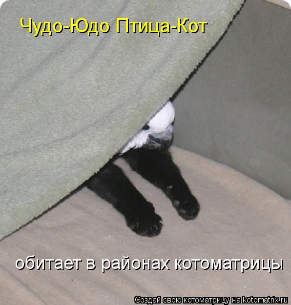 Чудо-Юдо Птица-Кот обитает в районах котоматрицы... Котоматрица: Чудо-Юдо Птица-Кот обитает в районах котоматрицы