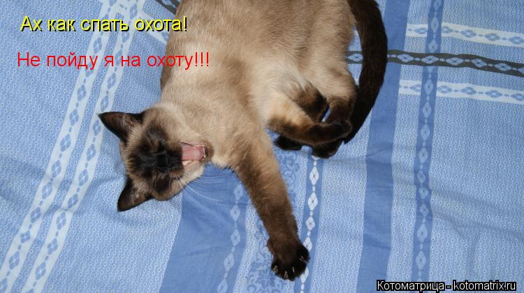 Ах как спать охота! Не пойду я на охоту!!!... Котоматрица: Ах как спать охота! Не пойду я на охоту!!!