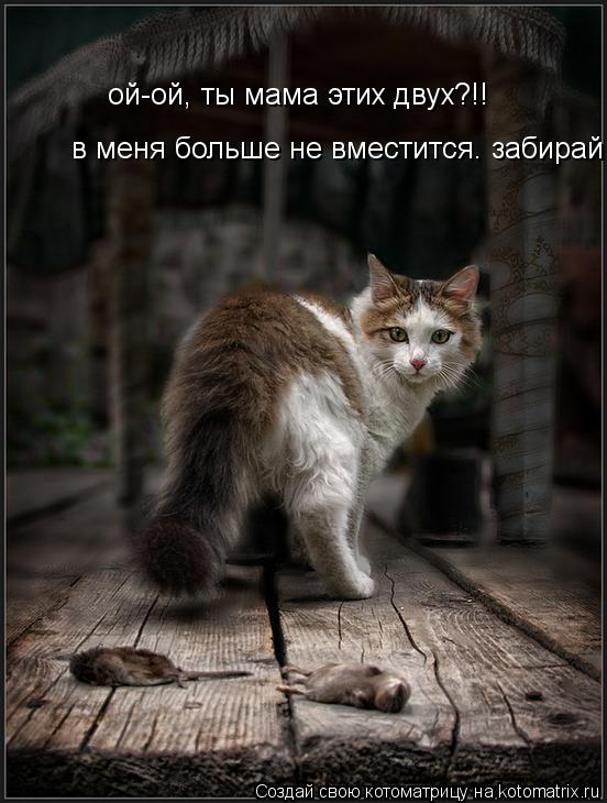 ой-ой, ты мама этих двух?!! в меня больше не вместится. забирай!... Котоматрица: ой-ой, ты мама этих двух?!! в меня больше не вместится. забирай!