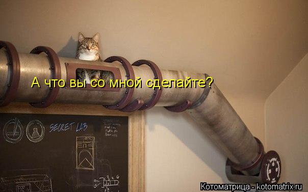 А что вы со мной сделайте?... Котоматрица: А что вы со мной сделайте?
