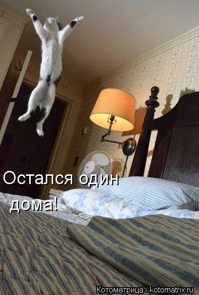 Остался один дома!... Котоматрица: Остался один дома!