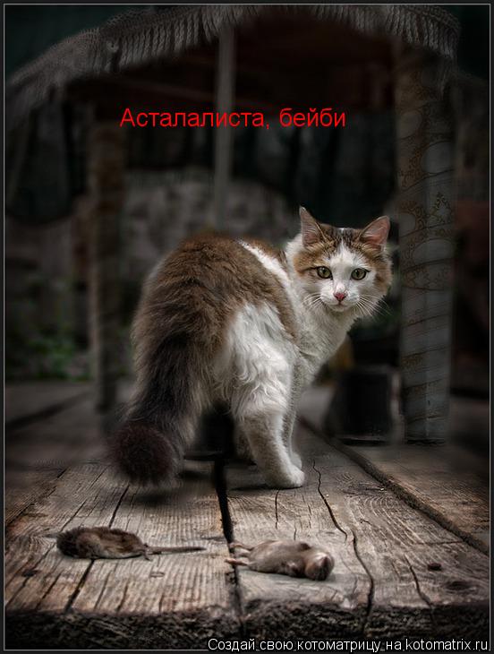 Асталалиста, бейби... Котоматрица: Асталалиста, бейби