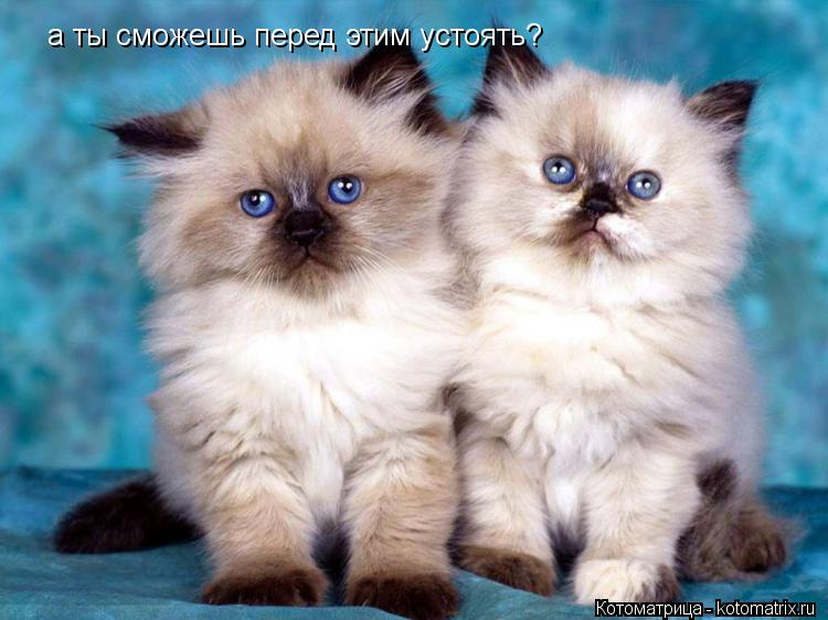 а ты сможешь перед этим устоять?... Котоматрица: а ты сможешь перед этим устоять?