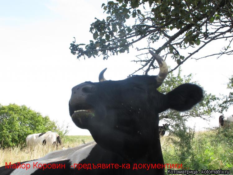 Майор Коровин -предъявите-ка документики...... Котоматрица: Майор Коровин -предъявите-ка документики...