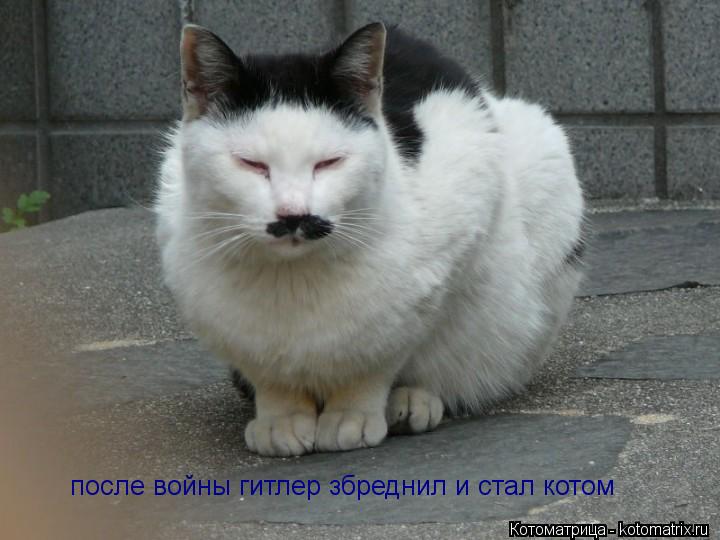 после войны гитлер збреднил и стал котом... Котоматрица: после войны гитлер збреднил и стал котом