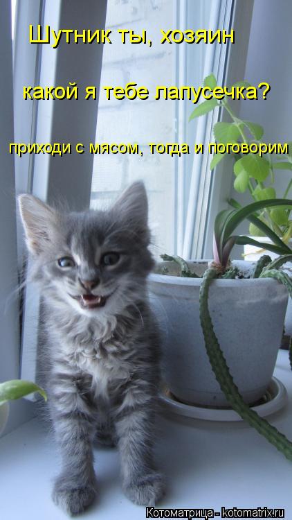 Шутник ты, хозяин какой я тебе лапусечка? приходи с мясом, тогда и поговорим... Котоматрица: Шутник ты, хозяин какой я тебе лапусечка? приходи с мясом, тогда и поговорим