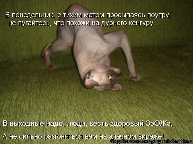 не пугайтесь, что похожи на дурного кенгуру... В выходные надо, люди, весть здоровый ЗэОЖэ, В понедел... Котоматрица: не пугайтесь, что похожи на дурного кенгуру... В выходные надо, люди, весть здоровый ЗэОЖэ, В понедельник, с тихим матом просыпаясь поутру, А н