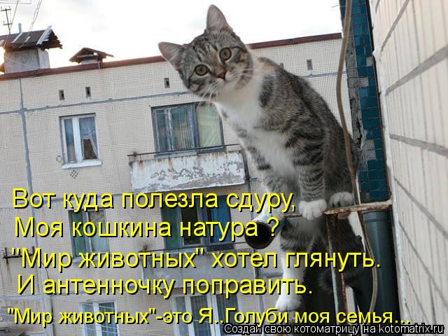 Вот куда полезла сдуру, Моя кошкина натура ? "Мир животных" хотел глянуть. И антенночку поправить. "М... Котоматрица: Вот куда полезла сдуру, Моя кошкина натура ? "Мир животных" хотел глянуть. И антенночку поправить. "Мир животных"-это Я..Голуби моя семья...