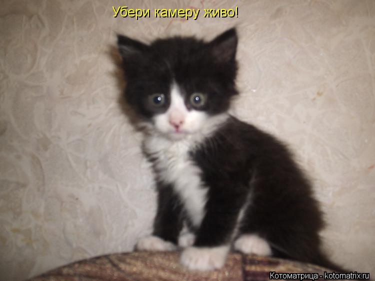 Убери камеру живо!... Котоматрица: Убери камеру живо!