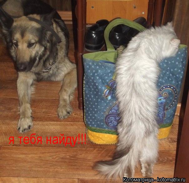 я тебя найду!!!... Котоматрица: я тебя найду!!!
