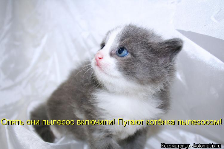 Опять они пылесос включили! Пугают котёнка пылесосом!... Котоматрица: Опять они пылесос включили! Пугают котёнка пылесосом!
