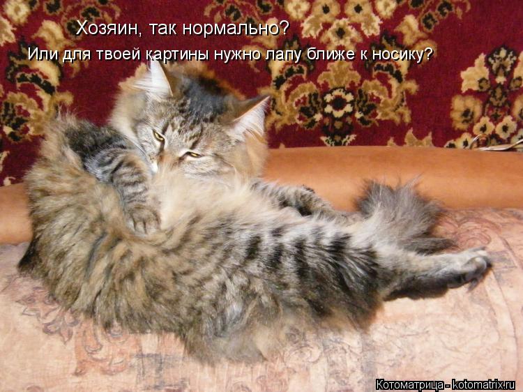 Хозяин, так нормально? Или для твоей картины нужно лапу ближе к носику?... Котоматрица: Хозяин, так нормально? Или для твоей картины нужно лапу ближе к носику?