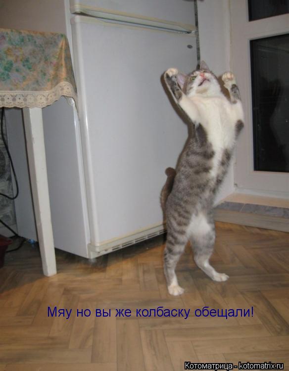 Мяу но вы же колбаску обещали!... Котоматрица: Мяу но вы же колбаску обещали!