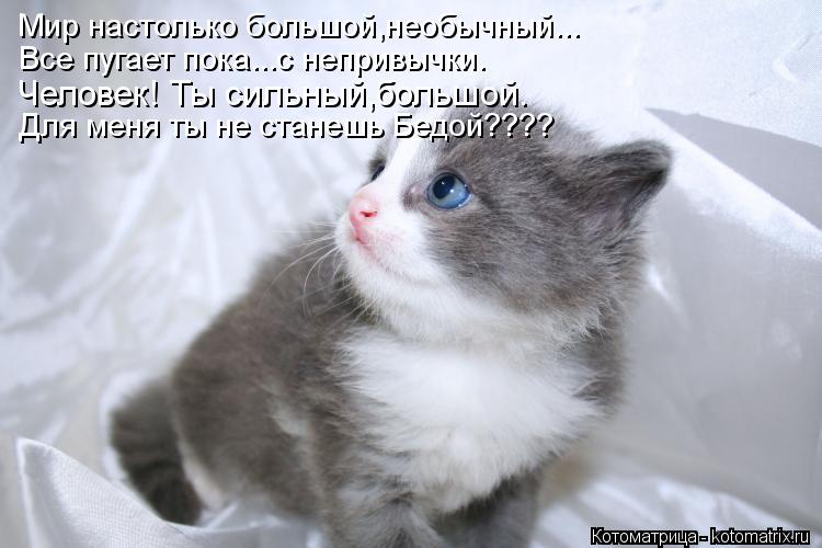 Мир настолько большой,необычный... Все пугает пока...с непривычки. Человек! Ты сильный,большой. Для м... Котоматрица: Мир настолько большой,необычный... Все пугает пока...с непривычки. Человек! Ты сильный,большой. Для меня ты не станешь Бедой????