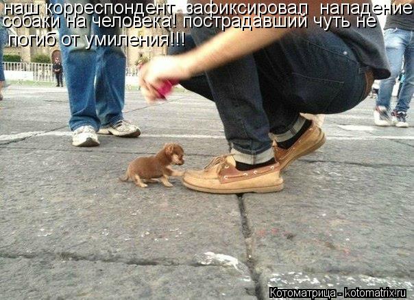 наш корреспондент зафиксировал нападение собаки на человека! пострадавший чуть не погиб от умилени... Котоматрица: наш корреспондент зафиксировал нападение собаки на человека! пострадавший чуть не погиб от умиления!!!