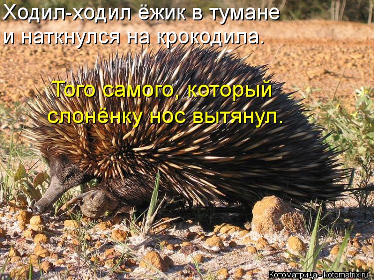 Ходил-ходил ёжик в тумане и наткнулся на крокодила. Того самого, который слонёнку нос вытянул.... Котоматрица: Ходил-ходил ёжик в тумане и наткнулся на крокодила. Того самого, который слонёнку нос вытянул.