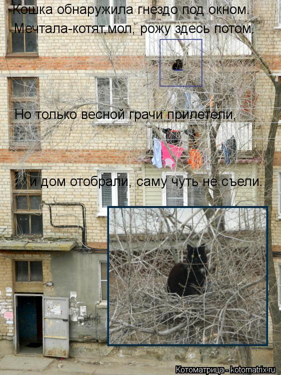 Кошка обнаружила гнездо под окном. Мечтала-котят,мол, рожу здесь потом. Но только весной грачи прилет... Котоматрица: Кошка обнаружила гнездо под окном. Мечтала-котят,мол, рожу здесь потом. Но только весной грачи прилетели, и дом отобрали, саму чуть не съели.