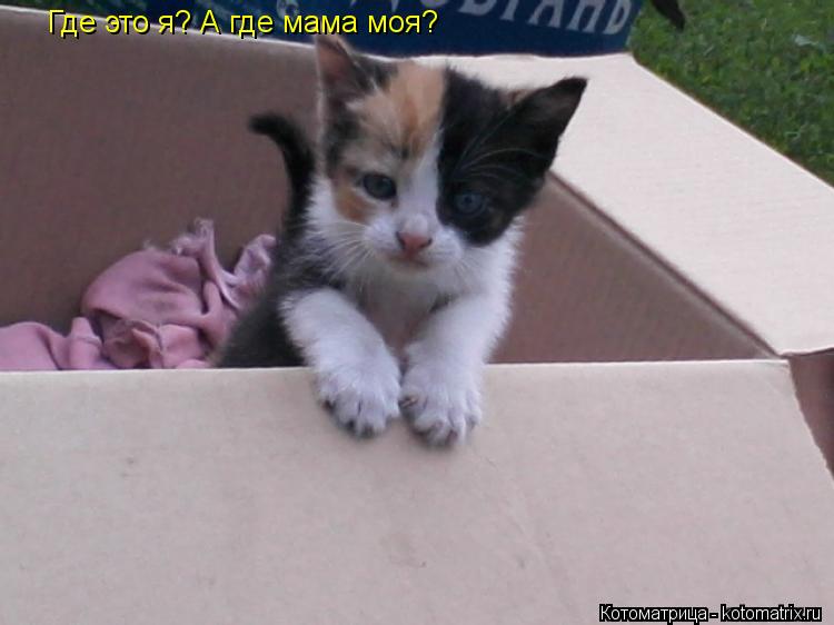 Где это я? А где мама моя?... Котоматрица: Где это я? А где мама моя?