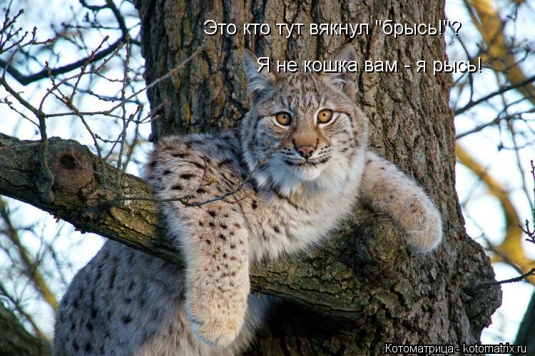 Это кто тут вякнул "брысь!"? Я не кошка вам - я рысь!... Котоматрица: Это кто тут вякнул "брысь!"? Я не кошка вам - я рысь!