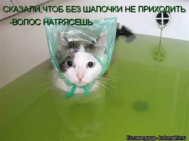 СКАЗАЛИ,ЧТОБ БЕЗ ШАПОЧКИ НЕ ПРИХОДИТЬ -ВОЛОС НАТРЯСЕШЬ -ВОЛОС НАТРЯСЕШЬ... Котоматрица: СКАЗАЛИ,ЧТОБ БЕЗ ШАПОЧКИ НЕ ПРИХОДИТЬ -ВОЛОС НАТРЯСЕШЬ -ВОЛОС НАТРЯСЕШЬ