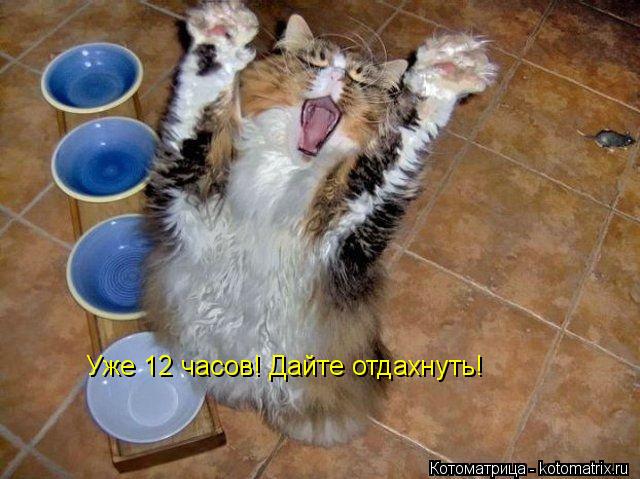 Уже 12 часов! Дайте отдахнуть!... Котоматрица: Уже 12 часов! Дайте отдахнуть!