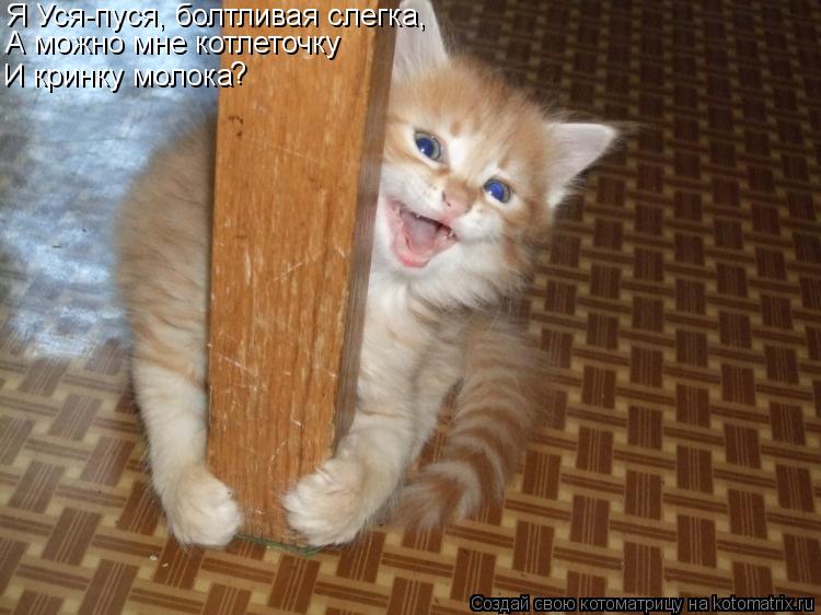 Я Уся-пуся, болтливая слегка, А можно мне котлеточку И кринку молока ?... Котоматрица: Я Уся-пуся, болтливая слегка, А можно мне котлеточку И кринку молока ?